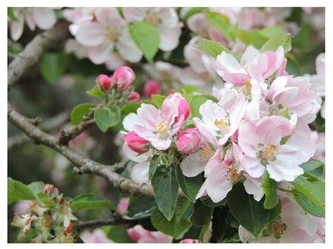 Apple Blossom Pink Flower In The Garden Pink Flowers Garden Flowers