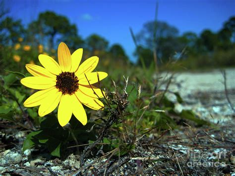 Beach Daisy In The Dunes Photograph By Camryn Zee Photography