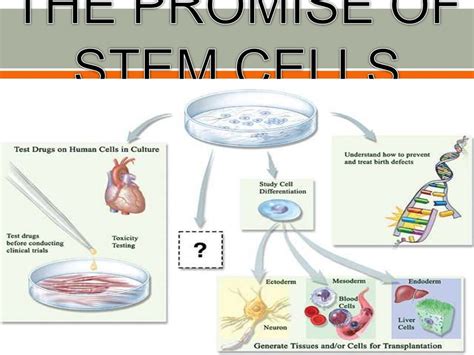 Potential Uses Of Stem Cells