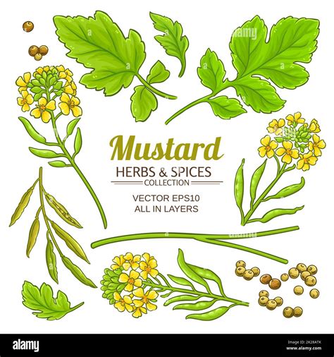 Mustard Plant Elements Vector Isolated Stock Photo Alamy