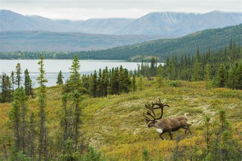 Alaskas Denali National Park Facts And Information