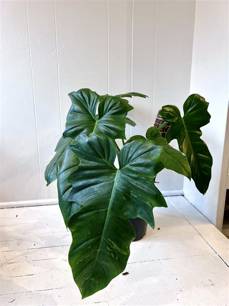Philodendron Golden Dragon Variegated The Curious Plantaholic
