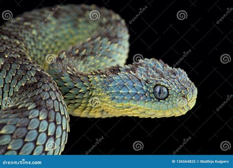 Bush Viper Atheris Squamigera Stock Image Image Of Animal Found