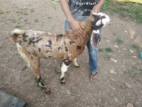 6 12 Brown Sirohi Male Goat Meat Weight 40 80 Kg At Rs 18000piece In Nashik