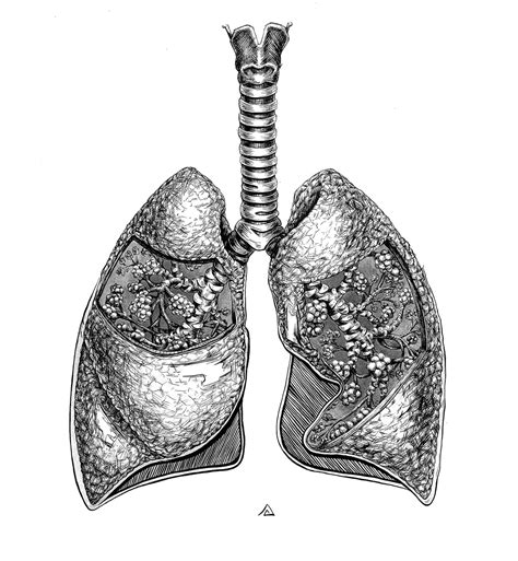 Lung Art Healthy Lungs Arthazenergy