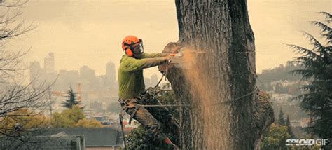 Video Chopping Down A Giant Tree In An Urban Area Is Like An Opera