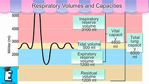 Respiratory Volumes And Capacities Learn For Children And Kids Youtube