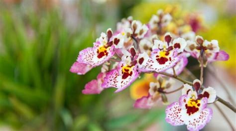 Tolumnia Orchid Care The Complete Guide Orchid Bliss