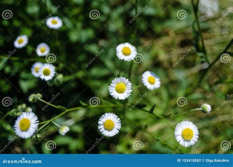 Floral Concept Of Closeup White Chamomile On A Green Grass In Garden