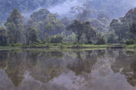 Rainforest Reflections At Situgunung Lake Stock Photo Image Of