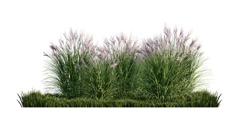 Ornamental Grass Png Download Free Png Images