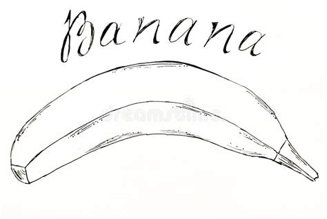 Drawing With The Image Of Banana Black And White Hand Drawing Stock
