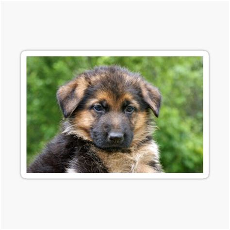 Black And Tan German Shepherd Puppy Sticker For Sale By Sandyk Redbubble