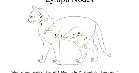 Lymph Nodes On A Cat