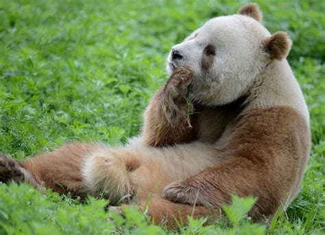 Ancient Wonders Unearthed The Remarkable Discovery Of A Giant Panda