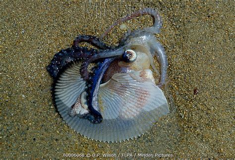 Minden Pictures Paper Nautilus Argonauta Argo Living Female On
