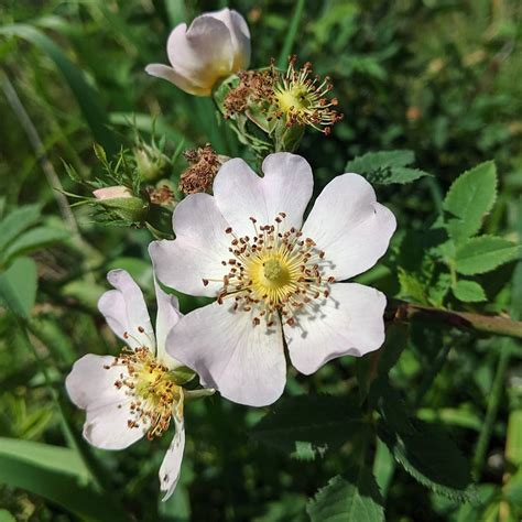 Sweet Briar Rosa Rubiginosa Weeds Of Melbourne