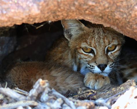 Watch These Adorable Baby Bobcats Will Make Your Day