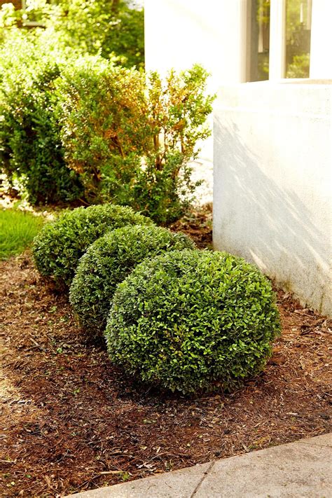 Row Boxwood Bushes Ea73609e Cool Plants Hedging Plants Hedges