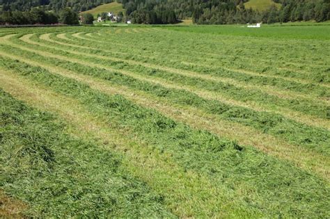 Premium Photo Fresh Cut Hay In A Field