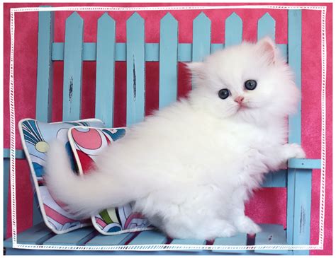 White Teacup Persian Kittens For Sale Stop By The Website Today To