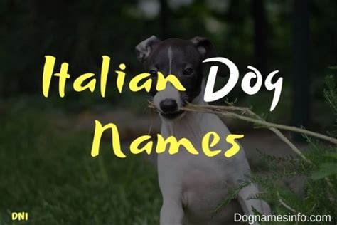 A Complete List Of 200 Unique Italian Dog Names And Meanings 2024