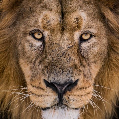 The Uks Largest Habitat For The Worlds Rarest Lions Has Opened At