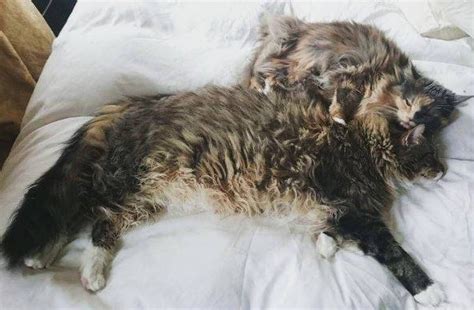 Biggest Maine Coon Cat In The World Watches Over His Little Brother