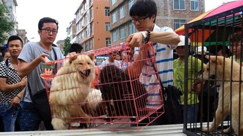 Chinese Dog Meat Dilemma To Eat Or Not To Eat Bbc News