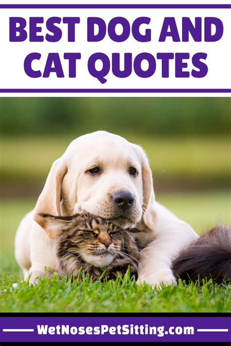 Best Dog And Cat Quotes Cat Quotes Dog Cat Best Dogs