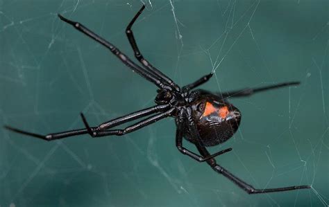 Blog Vernals Complete Black Widow Spider Guide