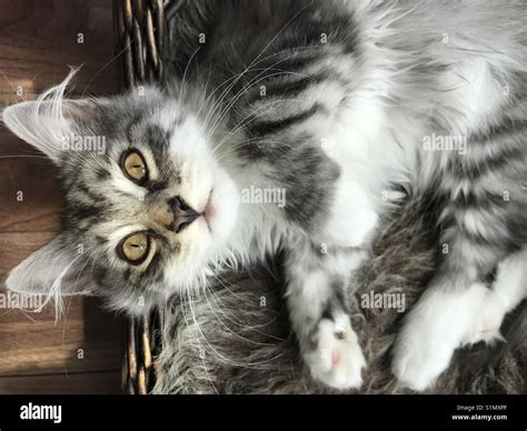 Siberian Grey Tabby Kitten Stock Photo Alamy