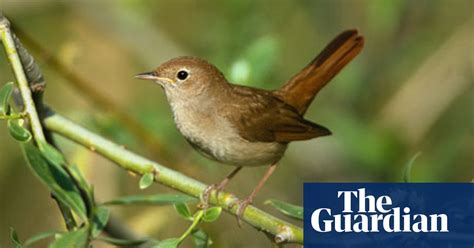 Nightingales Dont Have Much To Sing About Birds The Guardian