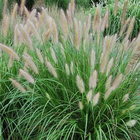 25 X Pennisetum Alopecuroides Lampenpoetsersgras In 9x9cm Pot Met