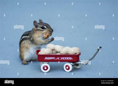 A Chipmunk Eating Peanuts Stock Photo Alamy