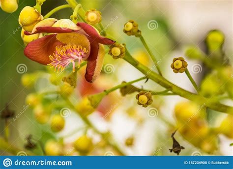Shorea Robusta Flowers Also Know As Sakhua Or Shala Is A Species Of