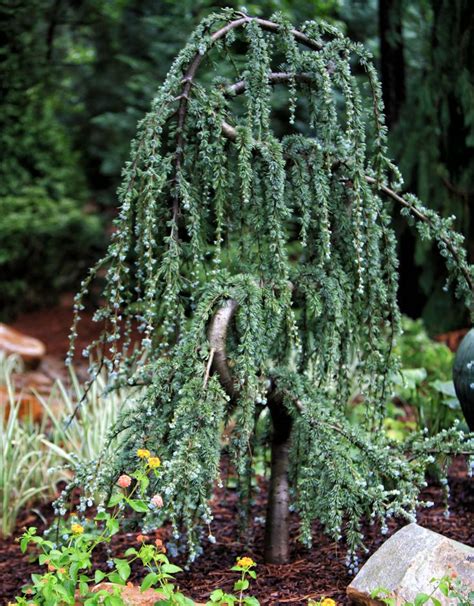 Must Have A Weeping Blue Atlas Cedar Landscaping Trees Trees For
