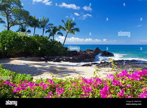 Flowers At Secret Beach Maui Hawaii Stock Photo 64364181 Alamy