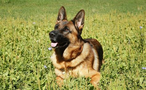 The Origin Of German Shepherd Dogs Pethelpful