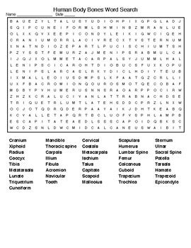 The bones of the skeleton store energy in the form of lipids in areas of yellow bone marrow. Human Body Bones Crossword and Word Search with KEYS by ...