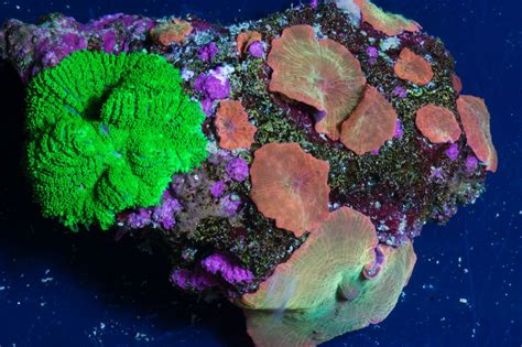 Mushroom Coral Saltwater Tank Reef Tank Corals Online Community Sea
