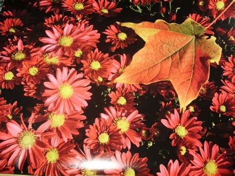Fall Flowers Wallpapers Wallpaper Cave