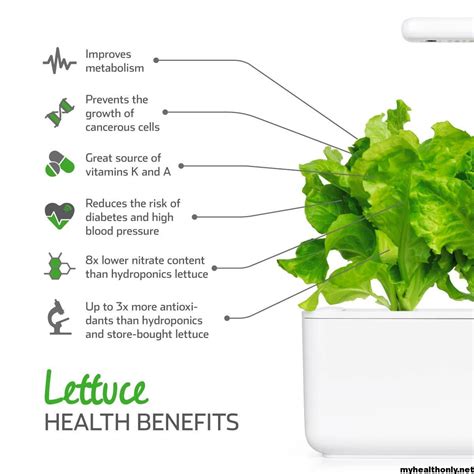 7 Tremendous Benefits Of Lettuce You Must To Know My Health Only