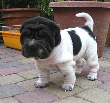 Chihuahua pure bred for sale. Chinese shar pei puppies- Shar pei puppies for sale ...