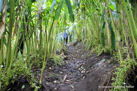 Cardamom Tours In Thekkady Kerala Green Earth Trails