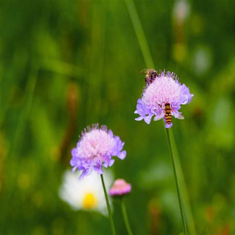 Field Scabious Wildflower Seed Our Wildflower Ranges Green Tech
