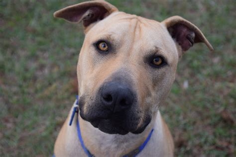 Bailey Medium Male American Staffordshire Bull Terrier Mix Dog In Qld