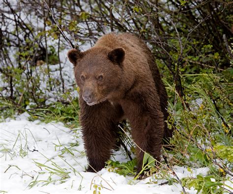 Ian Maton Nature Photography Cinnamon American Black Bears