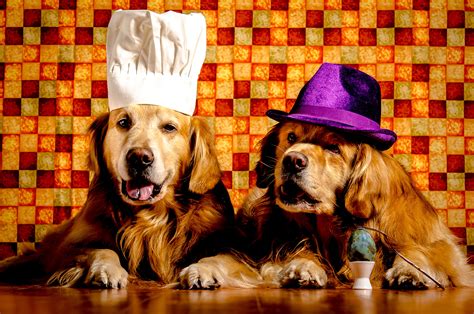 Dogs Two Retriever Hat Animals Wallpapers Wallpapers Hd Desktop