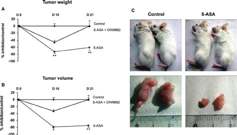 Xenograft Tumor Model In SCID Mice 10 7 HT 29 Cells Pretreated Or Not